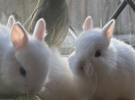 Sweet boy baby bunnies!!!