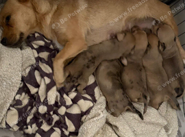 Jackshund puppies ready in 3 weeks