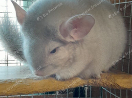 Beautiful baby beige male Chinchilla