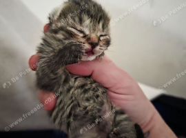 TABBY RUSSIAN FOR SALE