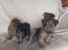 Yorkie terrier x