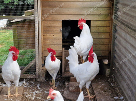 LEGHORN COCKERALS FOR SALE