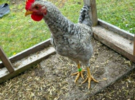 3 month old cream legbar cockerel I need to rehome