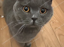 British shorthairs