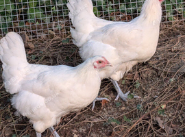 Bresse Gauloise pullets