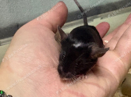 Friendly baby male for sale with full set up