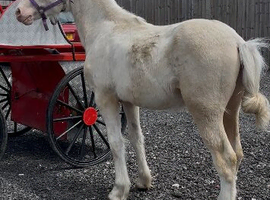 Cremello welsh section d colt (future stallion)