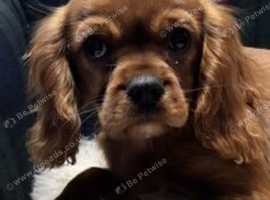 Kennel Club registered ruby Cavalier King Charles spaniel BOY puppies available.  Parents both health tested.