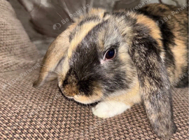Harlequin mini lop