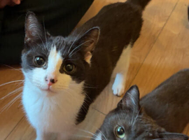 11 month old male kitten