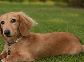 Cream Long Haired Miniature Dachshund - Stud