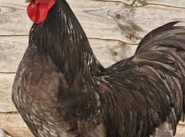 Blue Jersey Giant hatching eggs