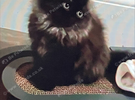 Beautiful Scottish Fold Charcoal and Brown Kitten