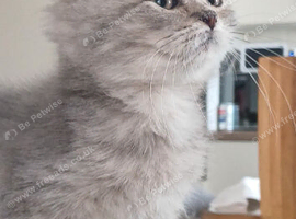 Beautiful, loving well raised kittens