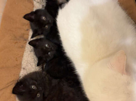 3 beautiful kittens ready for there foreva home