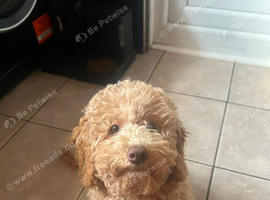 Female Cavapoo 3 1/2 months old