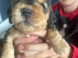 Gorgeous KC Reg Show Cocker Puppies
