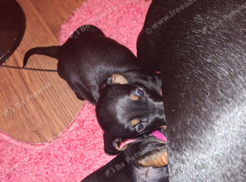 Beautiful Black and Tan Puppies