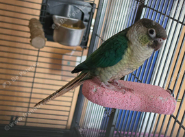 15 week old male conure