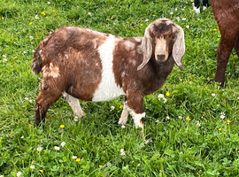 Boer billy goat kids 4/5 month old