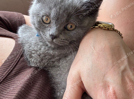 British shorthair kittens