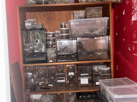 Tarantulas For Sale