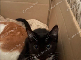 I&rsquo;ve got to many cats and this gorgeous one needs to go he is in perfect condition