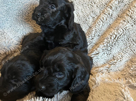 7 stunning F1 cockapoo puppies
