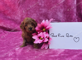 Miniature/Toy Red Goldendoodle dna clear