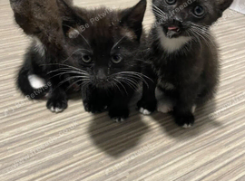 3 Adorable kittens looking for a forever home