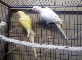 Bonded unrelated Pair of Ringnecks