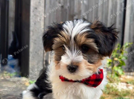 Last Biewer Boy 11 weeks old