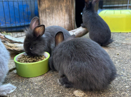 Bunnies for sale
