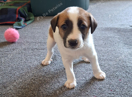 Jack Russell whippet x golden doodle