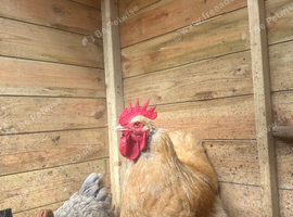 Buff cockerel