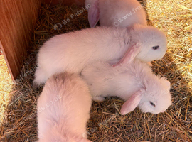 Mini lop babies