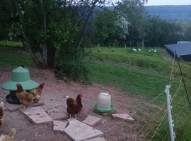 Broody hen wanted