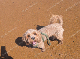 Cavapoo for Stud. (Proven)