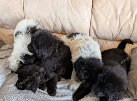 Newfoundland pups for sale beautiful cuddley newfoundland pups for sale