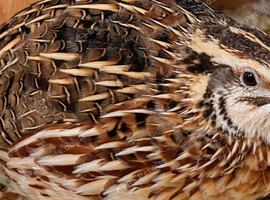 Jumbos Quail For Sale