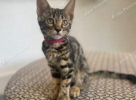 Bengal x Maine coone kittens