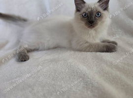 Ragdoll Boy Kittens