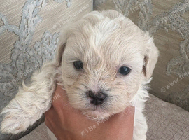 Beautiful Shihpoo Puppies