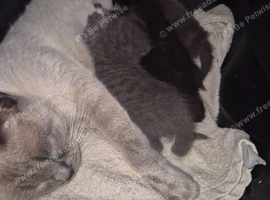 4 x Male Kittens. READY NEXT WEEK
