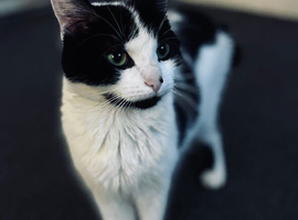 Female cat