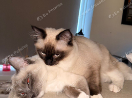 Ragdoll Cat & Kitten