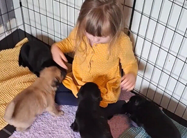 K.C registered Shepadore puppies German Shepherd &times; Labradore pups