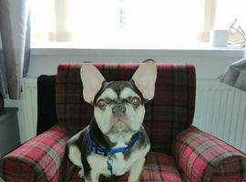 French bulldog for stud