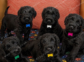 Giant schnauzer puppy's