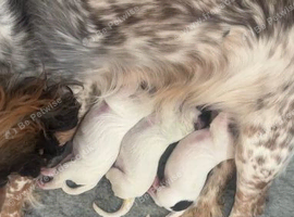 Cocker spaniel puppies